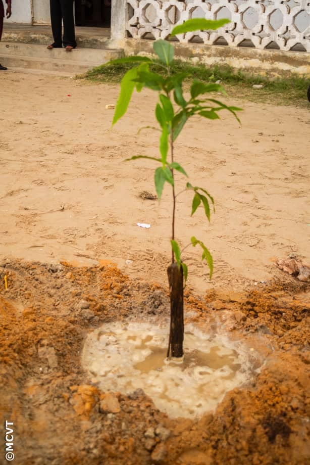 Journée Mondiale de l'Habitat: une mise en terre de plants par le MCVT pour acter la célébration